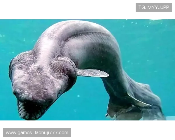 深海动物的奇异外形：令人惊叹的深海生物奇观